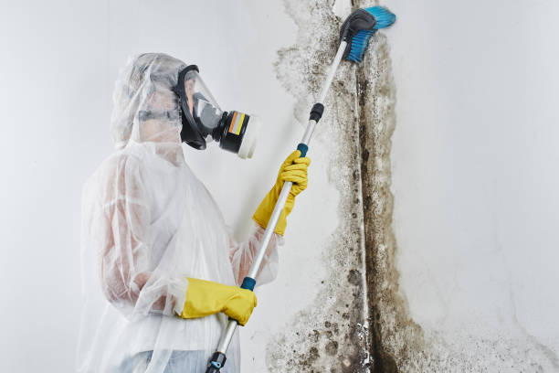 Best Water damage mitigation services  in Rossville, IN