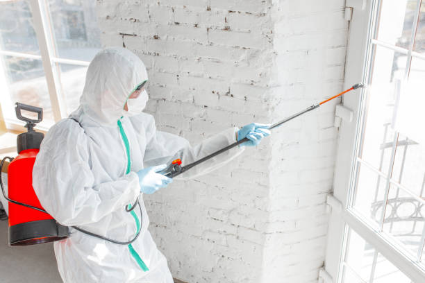 Best Mold removal after water damage  in Rossville, IN